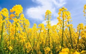 2022中國最美油菜花海鎮(zhèn)巴旅游文化節(jié)活動(dòng)搶先看！縮略圖