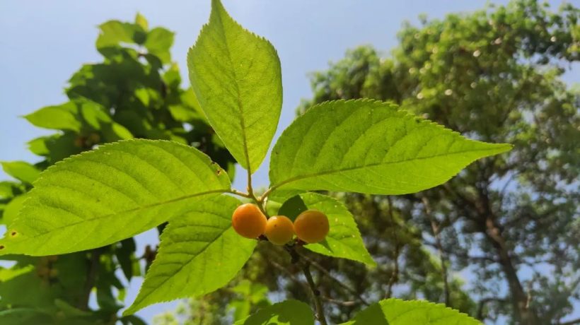 漢中這里的櫻桃漸紅，甜蜜盛宴即將開(kāi)啟！插圖14