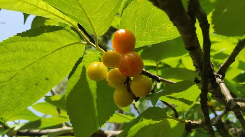 漢中這里的櫻桃漸紅，甜蜜盛宴即將開(kāi)啟！插圖13
