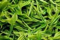 為什么說喝春茶沒必要“洗茶”？縮略圖