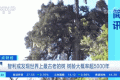 世界上最古老的樹？樹齡或超5000年！長這樣→縮略圖