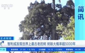 世界上最古老的樹？樹齡或超5000年！長這樣→縮略圖