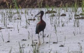 國家一級保護(hù)鳥類彩鹮，見過嗎？縮略圖