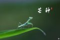 芒種，愿所有耕耘，終有收獲縮略圖