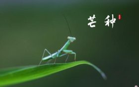 芒種，愿所有耕耘，終有收獲縮略圖