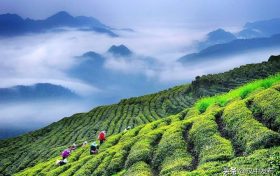 綜合產(chǎn)值超300億元！漢中成為西北地區(qū)最大的茶產(chǎn)業(yè)生產(chǎn)基地縮略圖