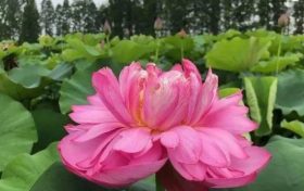 以夏天的名義，來(lái)漢中這里遇見(jiàn)不容錯(cuò)過(guò)的風(fēng)景！縮略圖