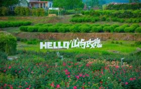 當(dāng)端午遇上花海，漢中的夏日浪漫就在這里！縮略圖