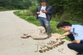 @漢中人！野生天麻，挖不得！縮略圖