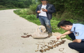 @漢中人！野生天麻，挖不得！縮略圖