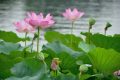 溫風(fēng)至，小暑來(lái)，長(zhǎng)夏至此盛縮略圖