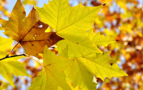 8月7日將迎立秋，但暑氣一時難消縮略圖