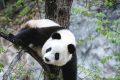 漢中佛坪這位“美人”驚艷了世人！縮略圖