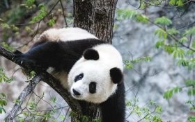 漢中佛坪這位“美人”驚艷了世人！縮略圖