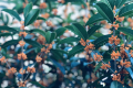 鎮(zhèn)巴山城桂花開 ，香飄十里醉滿城縮略圖