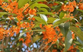 儀式感拉滿！漢中秋天的十種浪漫打開方式→縮略圖