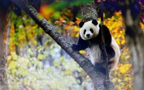 跟著熊貓的腳步，來一場浪漫的賞秋之旅！縮略圖