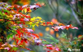 流金溢彩，秋色秘境，佛坪漫山紅葉已上線~縮略圖