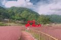 沙窩村粉黛亂子草已綻放！秋日“限定”等你來(lái)打卡縮略圖