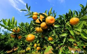 漢中市漢臺(tái)區(qū)柑橘成熟季 果農(nóng)采摘忙縮略圖