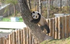 不愧是秦嶺大熊貓，光看照片就被可愛到了！縮略圖