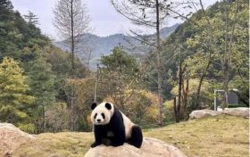 首批“住戶”在秦嶺大熊貓的“新家”住的習(xí)慣嗎？快來圍觀！縮略圖