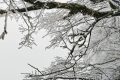 云賞龍頭山入冬初雪！霧凇奇觀太美啦！縮略圖