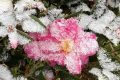 玉樹瓊枝！漢臺雪景美如畫！縮略圖