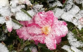 玉樹瓊枝！漢臺雪景美如畫！縮略圖