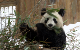 滿地撒歡打滾兒！佛坪大熊貓雪中“賣萌”根本停不下來！縮略圖