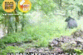 長(zhǎng)青保護(hù)區(qū)黑熊與羚牛狹路相逢！縮略圖
