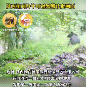 長青保護(hù)區(qū)黑熊與羚牛狹路相逢！縮略圖
