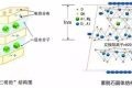 應(yīng)對(duì)新冠要囤蒙脫石散？專家：備一兩盒正常，但未必是止瀉首選縮略圖