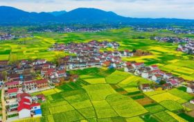 最新消息！南鄭區(qū)確定為2023中國最美油菜花海漢中旅游文化節(jié)主會場縮略圖