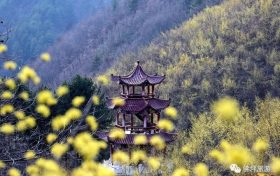 茱萸花——大自然贈(zèng)予佛坪春天最好的禮物~縮略圖