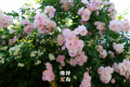春暖花開的序曲即將奏響，佛坪賞花指南為您送上！縮略圖