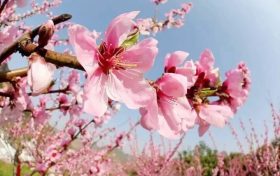 桃花依舊笑春風(fēng)，漢臺(tái)區(qū)這個(gè)地方千余畝桃林正在怒放縮略圖