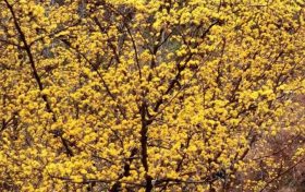 萬(wàn)畝山茱萸花開(kāi) 美景如畫(huà)醉游人縮略圖