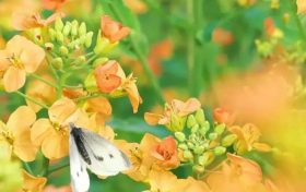 五彩斑斕的油菜花，回暖的三月不妨去皇塘尋找它！縮略圖