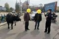 南鄭公安：水牛街頭“散步”，民警送它“回家”！縮略圖