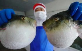 ?注意！近期有人因它中毒，0.5毫克可致死縮略圖