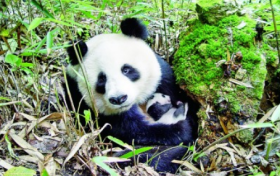 奇山秀水+秦楚巴蜀！漢中“贏麻”了縮略圖