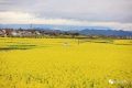 快收藏，漢臺(tái)區(qū)觀花線路和5個(gè)最美觀花點(diǎn)已出爐！縮略圖