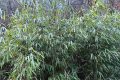 首次！佛坪人工竹林引來野生大熊貓！縮略圖