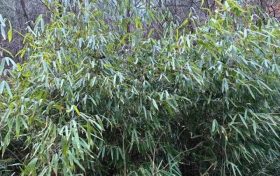 首次！佛坪人工竹林引來野生大熊貓！縮略圖