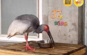 破紀(jì)錄！全球最長(zhǎng)壽朱鹮平平37歲啦！縮略圖