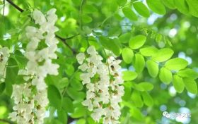 采擷春天的“珍饈野菜”，快來(lái)佛坪一飽口福吧！縮略圖