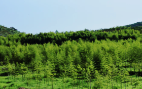 開(kāi)辟新路徑！城固陳家灣村這個(gè)基地有亮點(diǎn)→縮略圖