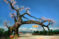 “五一”假期，西鄉(xiāng)櫻桃溝景區(qū)提升現(xiàn)新貌！縮略圖