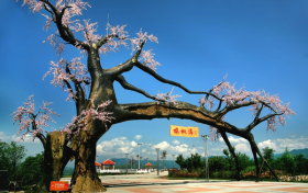 “五一”假期，西鄉(xiāng)櫻桃溝景區(qū)提升現(xiàn)新貌！縮略圖